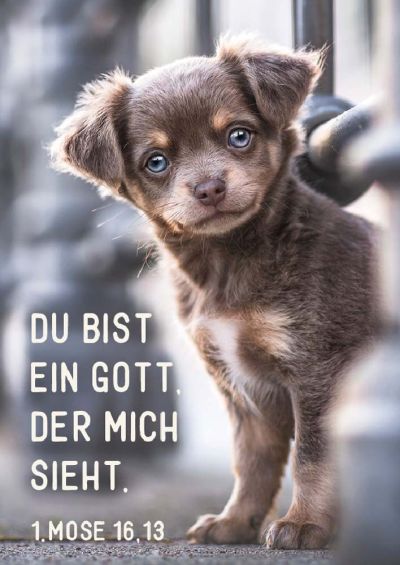 Jahreslosung 2023 - Poster A4 "Hund"